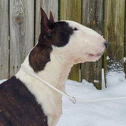 Tripp - Miniature Bull Terrier
