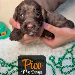 Pico - Chocolate female Australian Labradoodle puppy in Richmond, Kentucky from Happy Time Doodles