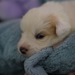 Purple Collar - White and gold Border Collie puppy in Dublin, California from Borders of Beauty: The Perfect Blend of Beauty and Brains