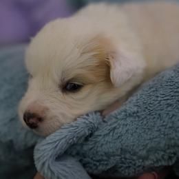 Purple Collar - White and gold Border Collie puppy in Dublin, California from Borders of Beauty: The Perfect Blend of Beauty and Brains