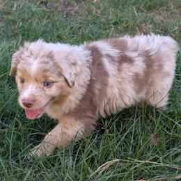 Rusty - Red merle male Miniature Australian Shepherd puppy in Crockett, Texas from Pleasant Grove Aussies