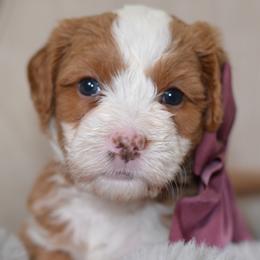 Ambrosia 'Ambi'- Dark Pink Collar Female - Red female Bernedoodle puppy in Katy, Texas from Bluebonnet Bernedoodles of Southeast Texas