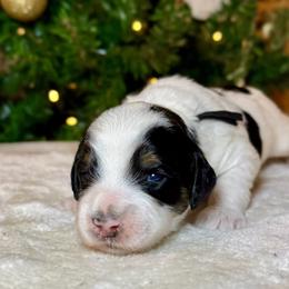 Boy 1 - Tri-color male Bernedoodle puppy in Litchfield, New Hampshire from Vidadoodle