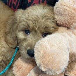 Goldendoodle Puppies from Golden Rule Doodles