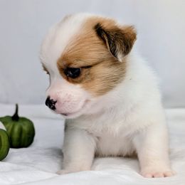 Waylon - Sable and white male American Corgi puppy in Clarksville, Tennessee from Cold Creek Family Farm LLC
