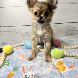 Tawny - Fawn brindled black Chihuahua puppy in Williamsburg, Virginia from PAWSitive Cheeky Chihuahuas