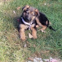 German Shepherd Puppies from Kron-Muller Haus Shepherds