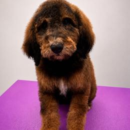 Ranger - Phantom male Bernedoodle puppy in Yarnell, Arizona from Boulder Mountain Doodles