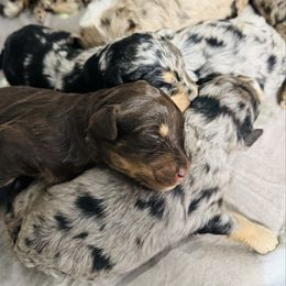 Girl 4 - Red merle female Aussiedoodle puppy in Factoryville, Pennsylvania from North Mountain Doodles