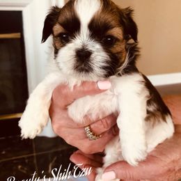 Theodore -Sold - Gold and white Shih Tzu puppy in Manteca, California from Beauty's Shih Tzu (California)