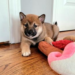 Shiba Inu Puppies from Veronika's Shiba Inus
