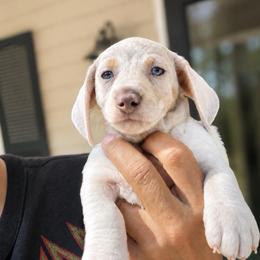 Tucker AKC 3000 blue eyes - Dapple male Dachshund puppy in Indian Trail, North Carolina from Hilda’s Teenie Weenies