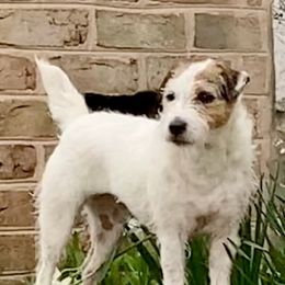 Gilly - Jack Russell Terrier