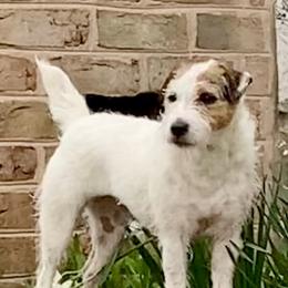 Gilly - Jack Russell Terrier