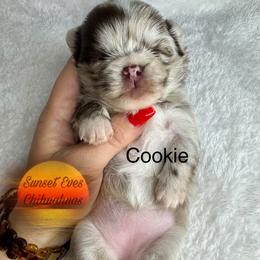 Chihuahua Puppies from Sunset Eves Chihuahuas