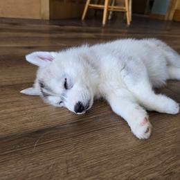 Blue girl - Gray and white female Siberian Husky puppy in Lyndonville, Vermont from Powdermist Siberians