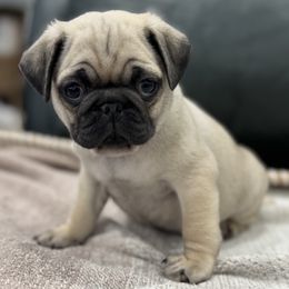 Beanie's Boy - Blue Collar - Fawn male Pug puppy in Troutman, North Carolina from Ohana Pugs