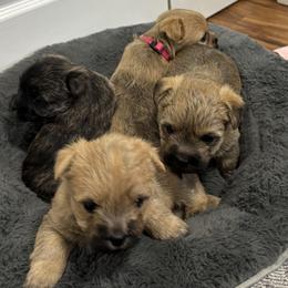 Cairn Terrier puppies from Debra Soutar