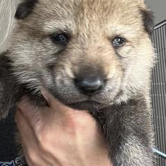 Orange Collar - Yellow gray female Czechoslovakian Vlcak puppy in Florida from DireWolf Pack