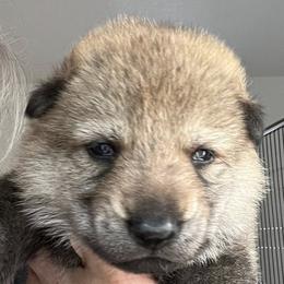 Orange Collar - Yellow gray female Czechoslovakian Vlcak puppy in Florida from DireWolf Pack