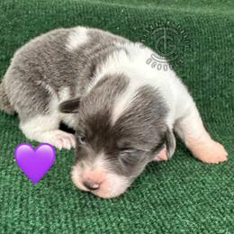 Zara - Blue female Pembroke Welsh Corgi puppy in Hico, Texas from Chisholm Trail Kennels