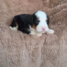 Barney - Tri-color male Bernedoodle puppy in East Earl, Pennsylvania from Mountainside Puppies