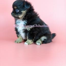Algor - Black and tan male Chihuahua puppy in Anderson, South Carolina from Lil Treasures Chihuahuas