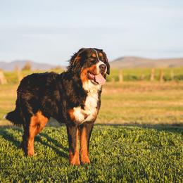 Bernedoodles and Bernese Mountain Dogs from Central Washington doodles