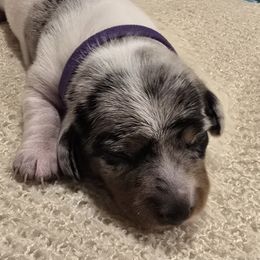 Piebald Dapple girl - Piebald female Dachshund puppy in Virginia City, Nevada from V.C. Weenies