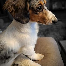 Dachshunds from Schön Duchshund