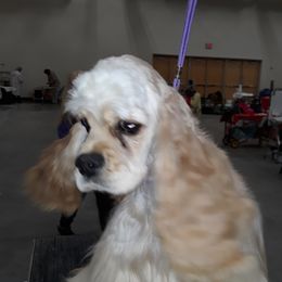 Minnie - Cocker Spaniel