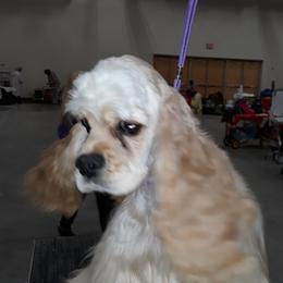 Minnie - Cocker Spaniel