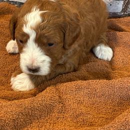 Red with white blaze - Red  female Goldendoodle puppy in Colorado Springs, Colorado from Pikes Peak Doodles