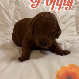 Poppy - Red  female Poodle puppy in Sheridan, California from Renegade Standard Poodles