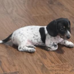 King Felix - Piebald male Dachshund puppy in Eatonville, Washington from Fritz Family Friends