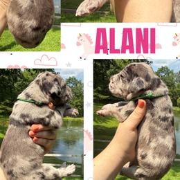 ALANI - Merle female Great Dane puppy in Wellsville, New York from Prophecy Danes