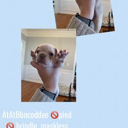 French Bulldog Puppies from Whitehouse Frenchies