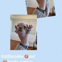 French Bulldog Puppies from Whitehouse Frenchies