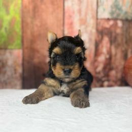 Milo 2300 - Black and tan male Yorkshire Terrier puppy in Douglas, Georgia from South Georgia Yorkies and Biewers