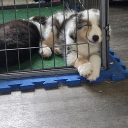 Australian Shepherd Puppies from Beacon Hill Aussies