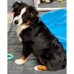 Lindsey Buckingham - Black tri-color male Australian Shepherd puppy in The Mid West, Illinois from Water's Edge Aussies