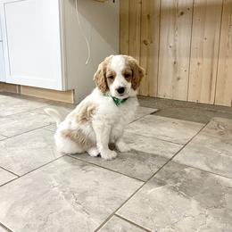 Dasher - Parti male Goldendoodle puppy in Sugarcreek, Ohio from True Hearted Doodles