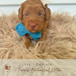 Ivy - Red  female Goldendoodle puppy in Atlanta, Georgia from Teddy Puppies