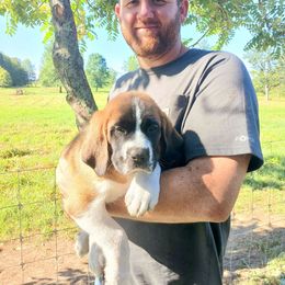 Kimber - Brown and white female Saint Bernard puppy in Kinsman, Ohio from Coleman Saint Bernards of Ohio
