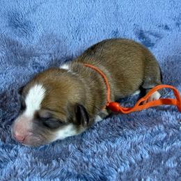 Orange Collar Female - Sable female Pembroke Welsh Corgi puppy in Victoria, Texas from Clear Creek Corgis