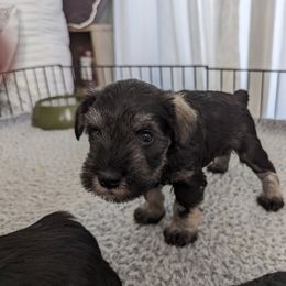 Boy 2 - Salt and pepper Miniature Schnauzer puppy in New Windsor, Maryland from Classic Miniature Schnauzers