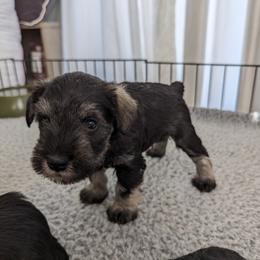 Boy 2 - Salt and pepper Miniature Schnauzer puppy in New Windsor, Maryland from Classic Miniature Schnauzers