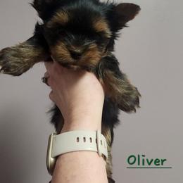 Oliver - Black and tan male Yorkshire Terrier puppy in Dallas, North Carolina from Mandy's Miracles