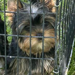Orange boy - Blue and gold male Yorkshire Terrier puppy in Erda, Utah from Earthmountain Yorkies