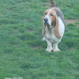 Lilly - Basset Hound
